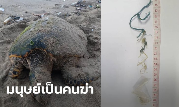 ฝีมือมนุษย์ทั้งนั้น! แม่เต่าเกยตื้นตาย พลาสติกเต็มท้อง-เชือกพันลำไส้ สูญไข่กว่า 200 ฟอง