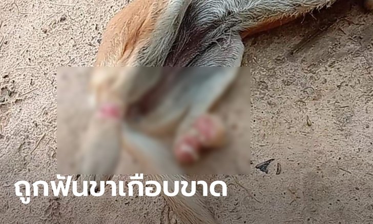 หนุ่มบุรีรัมย์โพสต์ประณามคนใจบาป ฟันสุนัขจนขาเกือบขาด