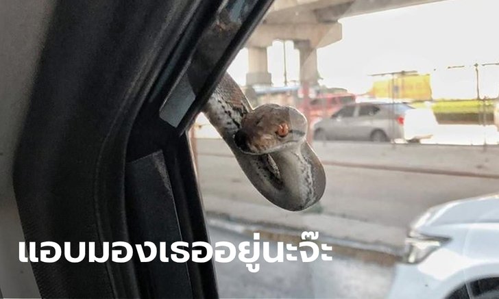 สาวกรี๊ดลั่นรถ ลูกงูเหลือมโผล่ทักข้างกระจกรถ จ้องหน้าตาต่อตา