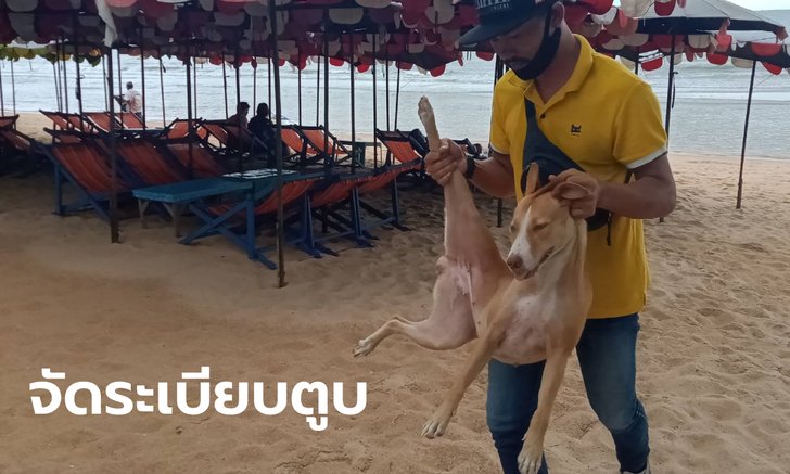 จับหมาจรจัดหาดจอมเทียน ชาวบ้านหวั่นประวัติศาสตร์ซ้ำรอย ไล่กัดเด็กบาดเจ็บมาแล้ว