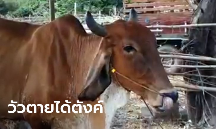 เกษตรกรต้องฟัง! ธ.ก.ส.ร่อน "โครงการประกันภัยโคเนื้อ" วัวตายได้ 3 หมื่นบาท