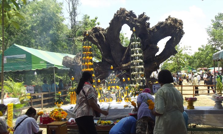 นักเสี่ยงโชคหลั่งไหลกราบไหว้ "ตะเคียนทองยักษ์" กว้านซื้อเลขดังเกลี้ยงแผง
