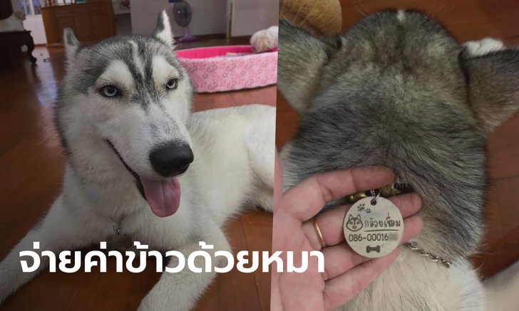 นักท่องเที่ยวแสบอุ้ม "หมาไซบีเรียน" ของหลานสาวผู้ว่าฯ ไปแลกเป็นค่าอาหาร