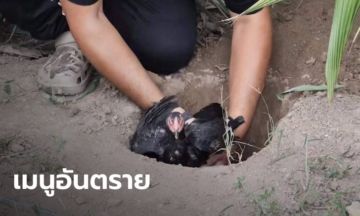 อย่าหาทำ! แพทย์เตือนเมนู "ไก่หลุม" เสี่ยงโรค-ติดเชื้อแบคทีเรียที่ปอด