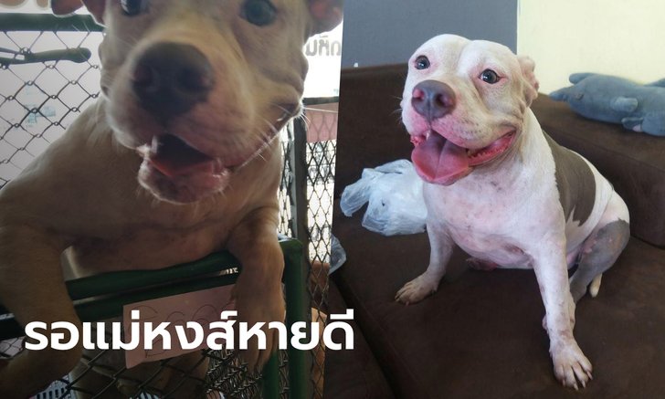 ผู้ใจบุญหาบ้านให้ แม่หงส์-พิทบูล 6 ตัว ได้อยู่ด้วยกันได้แล้ว รออาการป่วยซึมเศร้าดีขึ้น