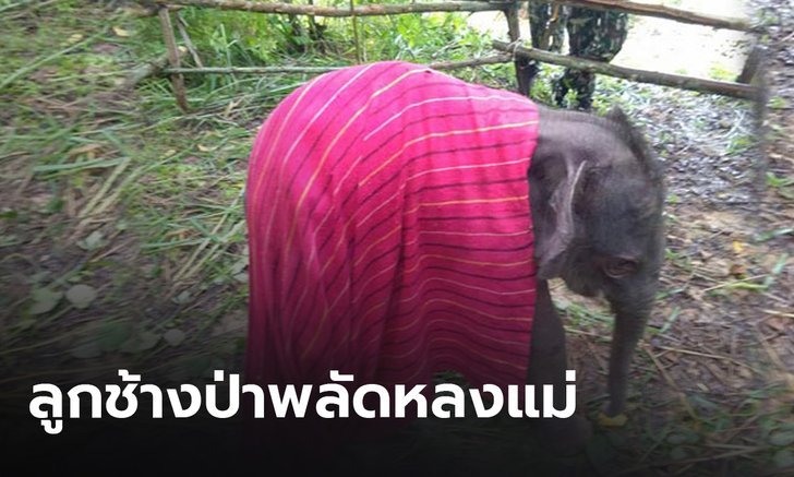 พบลูกช้างป่าพลัดหลงกับแม่ เจ้าหน้าที่อุทยานแห่งชาติทับลานเร่งช่วยเหลือ
