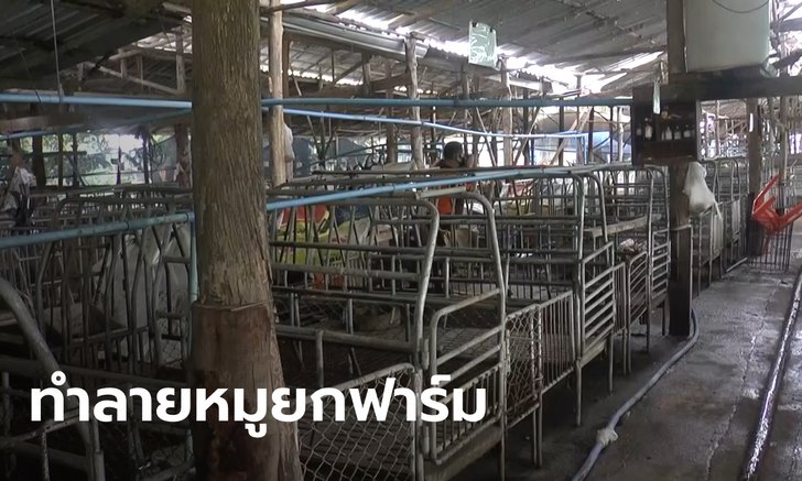 ไวรัสระบาดในหมู เจ้าของฟาร์มพะเยาจำใจทำลายทิ้ง 300 ตัว ปศุสัตว์ยันผู้บริโภคปลอดภัย