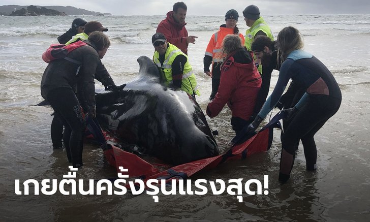 สลด! วาฬเกยตื้นหาดออสเตรเลีย ดับอนาถ 380 ตัว ช่วยพาลงทะเลได้แค่ 50