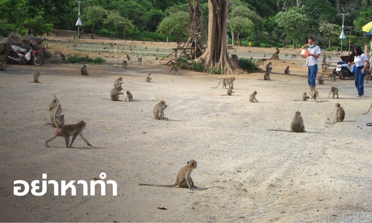 เปิดอาถรรพ์ขโมย "ลิงเขาหน่อ" ไม่รถคว่ำตายกลางทาง ก็มีเหตุให้ชีวิตวิบัติ