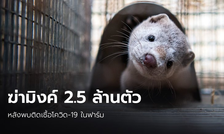 เดนมาร์ก สั่งฆ่า มิงค์ 2.5 ล้านตัว หยุดเชื้อโควิด-19