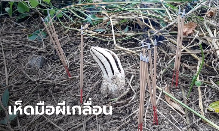 ตะลึงทั้งบาง "เห็ดมือผี 107 ดอก" คาดพบมากที่สุดในโลก อึ้งจำนวนเท่าเลขที่บ้านเป๊ะๆ