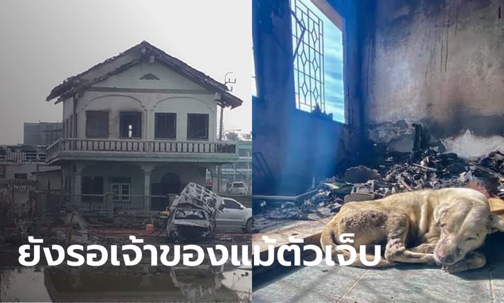 สุนัขผู้ภักดี เจ้าหมอก นอนเฝ้าบ้านคุณยายเหยื่อดับจากท่อส่งก๊าซระเบิด