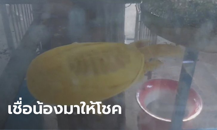 ยายทวดวัย 78 ปี ตกปลาแต่ได้ตะพาบสีทองเหลืองอร่าม คอหวยแห่ส่องหาเลขเด็ด