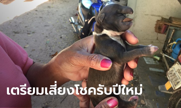 ฮือฮา ลูกสุนัขมีหงอนคล้ายงวงช้าง | https://tookhuay.com/ เว็บ หวยออนไลน์ ที่ดีที่สุด หวยหุ้น หวยฮานอย หวยลาว