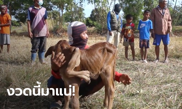 ฮือฮา แม่วัว 5 เต้า ตกลูกเพศเมีย 5 ขา 6 เท้า เชื่อนำโชคมาให้ปีวัวทอง | https://tookhuay.com/ เว็บ หวยออนไลน์ ที่ดีที่สุด หวยหุ้น หวยฮานอย หวยลาว