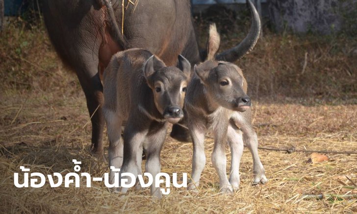 แม่ควายตกลูกแฝด เจ้าของตะลึงเกิดมาไม่เคยเจอ ตั้งชื่อ "ค้ำคูน" เชื่อมาให้โชคลาภ