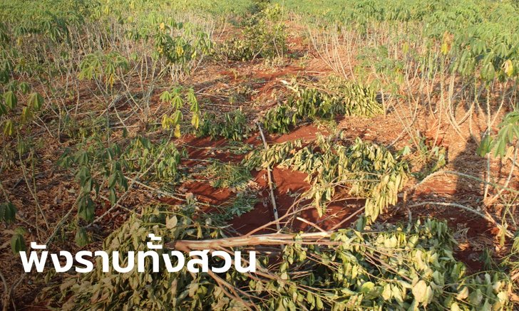 ชาวสวนสุดช้ำ โขลงช้างป่าทับลาน พังสวนขนุนกว่า 300 ต้น 3 วัน เงิน 3 แสนหายวับ