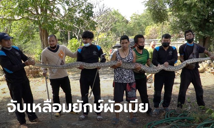 เจ้าหน้าที่ ปภ. ชัยนาท 10 ชีวิต ระดมจับงูเหลือมผัวเมียเขื่อง คอหวยส่องเลขที่บ้านเกิดเหตุ