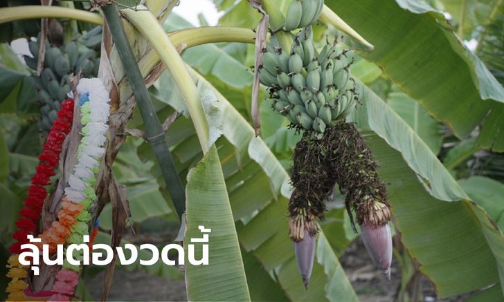 ฮือฮา กล้วยหิน 1 เครือ มี 2 ปลี งวดก่อนให้โชคเจ้าของสวนถูกหวย 2 ตัวตรงๆ