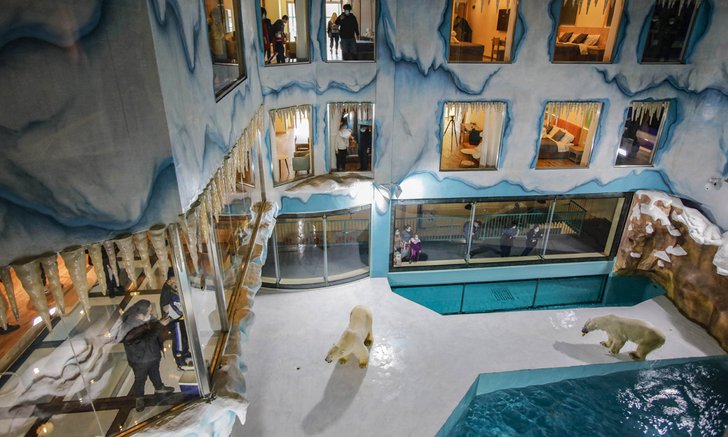 ดราม่า จีนเปิดตัว "โรงแรมหมีขาว" แห่งแรกของโลก กลุ่มพิทักษ์สัตว์ไม่ปลื้ม
