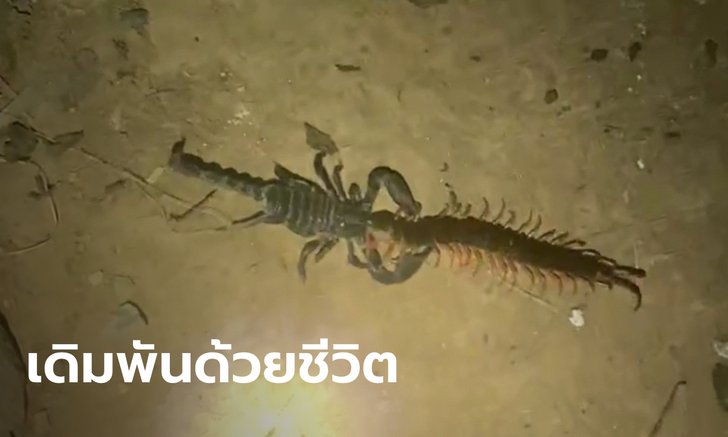 ภาพหาดูยาก "ตะขาบ-แมงป่อง" ต่อสู้กันดุเดือด ใครแพ้กลายเป็นอาหาร! (คลิป)