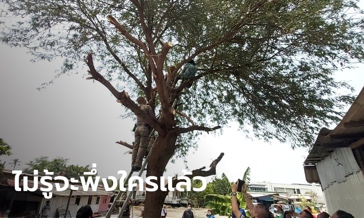 ยายวัย 72 ปี เครียดจัด! ปีนต้นมะขาม เจ้าอาวาสวัดดังนำดินมาถม จนบ้านร้าว-พัง-ทรุด