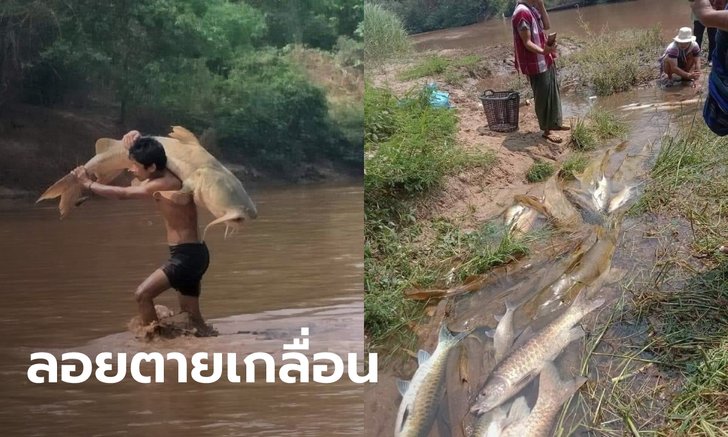 เศร้า..พายุฝนชะสารพิษลงแม่น้ำเมย ปลาใหญ่น้อยลอยคอตายเพียบ