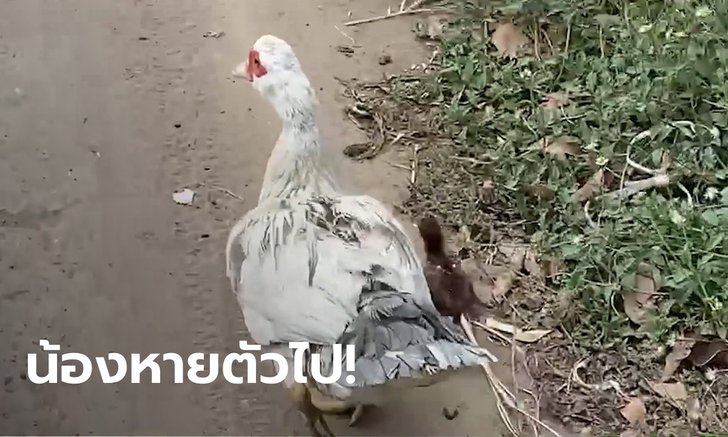 "ไก่ ลูกแม่เป็ด" หายปริศนา ปศุสัตว์ชี้เป็นไปได้ยาก เจ้าของยืนยันฟักออกมาเป็นไก่