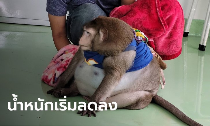 แจงดราม่าพราก "ก็อตซิลล่า" ลิงแสมอ้วนจากเจ้าของ พร้อมเผยน้ำหนักล่าสุด