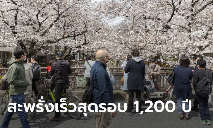 นักวิทย์ญี่ปุ่นตกใจ ดอกซากุระบานสะพรั่งเร็วสุดรอบ 1,200 ปี เชื่อผลภาวะโลกร้อน