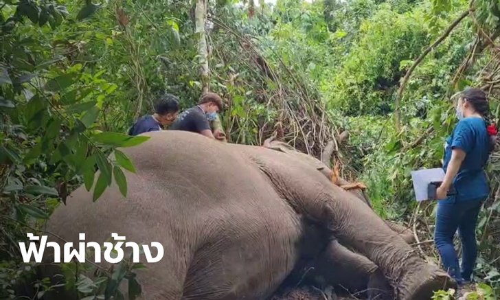 สุดสลด ฟ้าผ่า "พังบุญครอง" ช้างนำเที่ยวมูลค่า 4 ล้านบาท ล้มดับใต้ต้นไม้