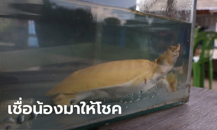 ฮือฮา ตะพาบตัวสีเหลืองทองเดินต้วมเตี้ยมเข้าบ้าน 2 วันก่อนก็มีเต่าเดินตรงไปที่ จยย.