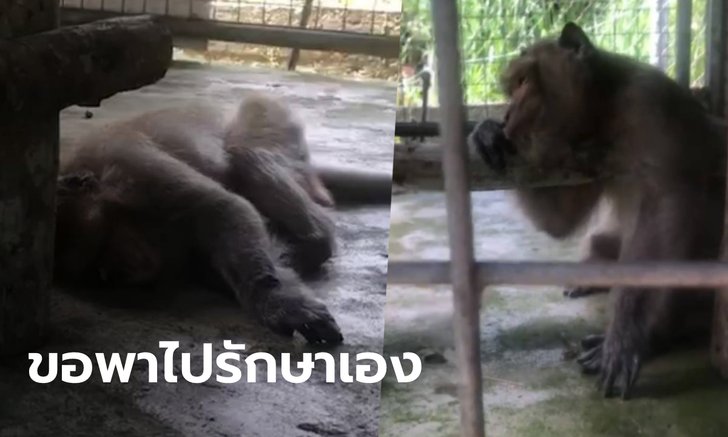 อดีตเจ้าของเศร้า "ลิงลุงแสบ" นอนรอวันตายหลังถูกอายัด สั่งห้ามลงโซเชียลว่าป่วย