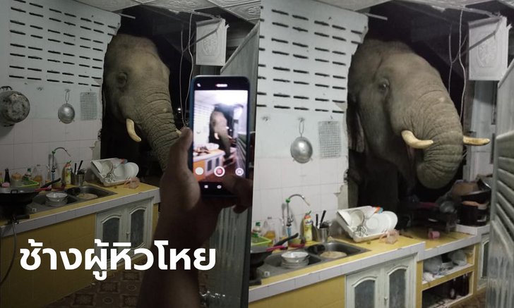 ช้างบุกพังห้องครัวระยะเผาขน เจ้าของบ้านโพสต์ระทึก "มาได้ทุกวัน" หิวจนกินถุงพลาสติก
