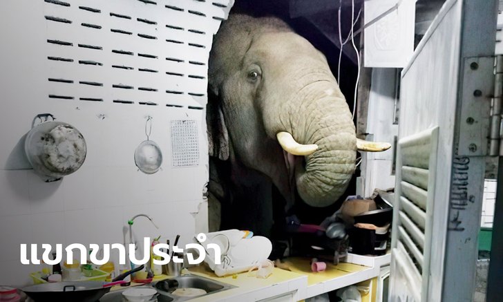 สาวเล่านาที "พลายบุญช่วย" ช้างป่าบุกพังครัวตอนตี 2 อุทยานฯ สั่งช่วยซ่อมบ้านแล้ว