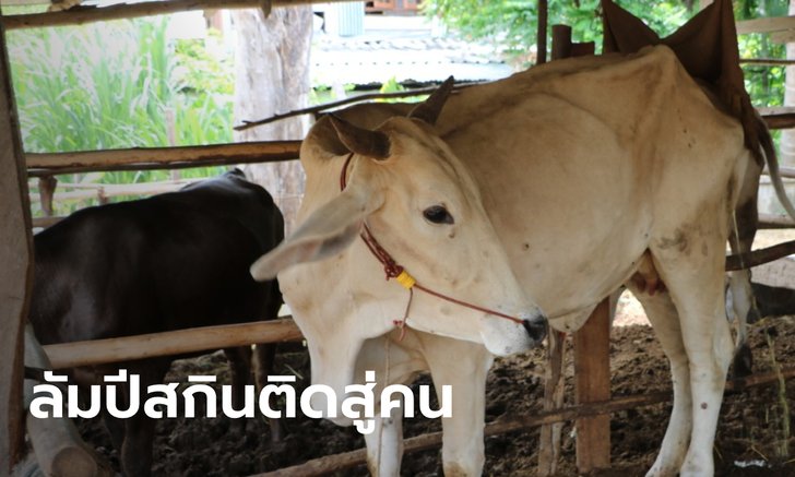 ผวา! ลัมปีสกินติดสู่คนแล้วในอียิปต์ สธ.จับตาเข้ม ยันยังไม่พบผู้ป่วยในไทย