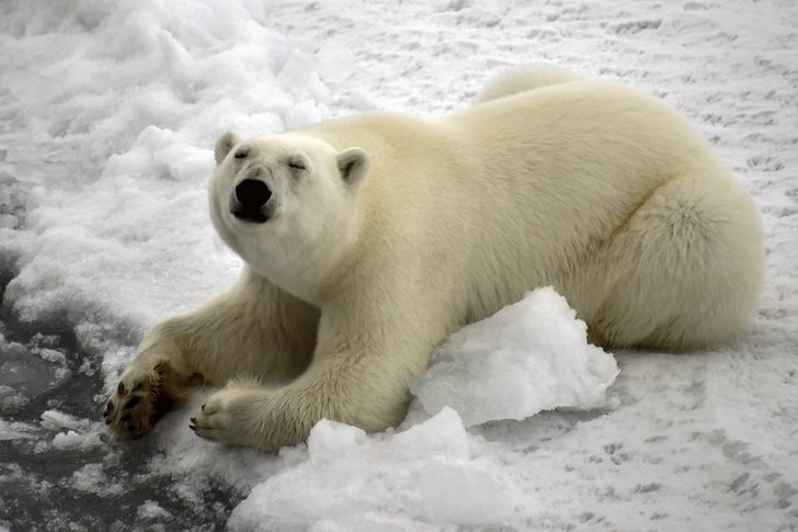หมีขาวตัวหนึ่งถูกพบเห็นในอ่าวเอสเซน นอกชายฝั่งเกาะพรินซ์จอร์จแลนด์ ในหมู่เกาะฟรานซ์โซเซฟ ทางเหนือสุดของรัสเซีย ในมหาสมุทรอาร์กติก เมื่อวันที่ 22 ส.ค. 2564