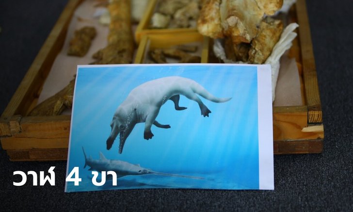 อียิปต์พบฟอสซิล "วาฬ 4 ขา" อายุ 43 ล้านปี ในทะเลทราย
