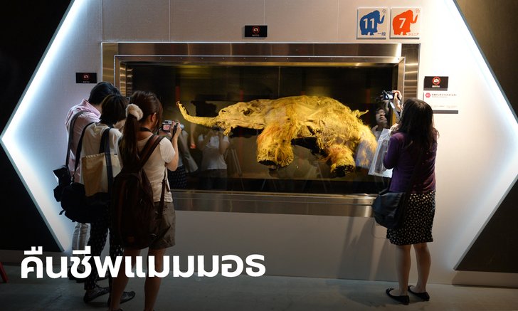 บริษัทมะกันคว้าทุน 500 ล้าน ปลุกแมมมอธคืนป่าไซบีเรีย หลังสูญพันธุ์แล้วหมื่นปี