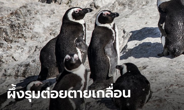 เจ้าหน้าที่แอฟริกาใต้ผงะ! ผึ้งทั้งฝูงรุมต่อยนกเพนกวินชนิดใกล้สูญพันธุ์ ตายเกลื่อน 63 ตัว