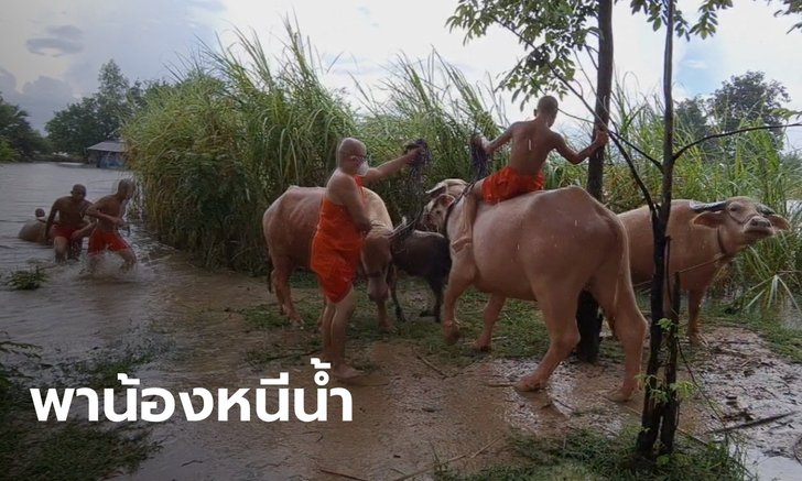 พระสุโขทัยจูงควายหนีน้ำ หลังน้ำจากอ่างแม่มอก-แม่ลำพัน ทะลักท่วมหลายพื้นที่