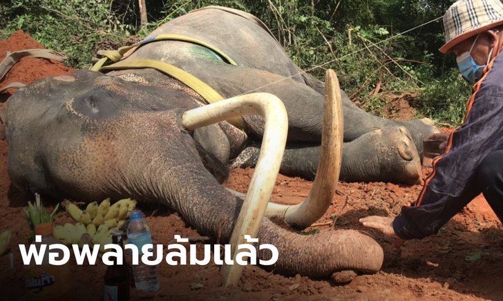 "ช้างพลายขุนแผน" สิ้นใจตายแล้ว หลังล้มป่วยนานหลายเดือน เพราะขาดอาหารช่วงโควิด