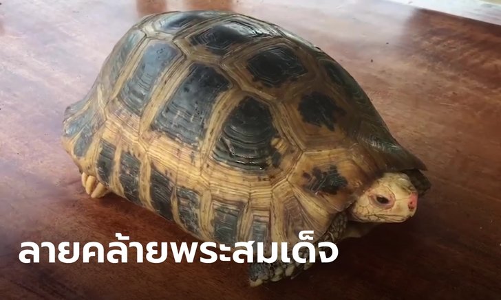 เลขเด็ดเต่าเขาว่าแม่น! ฮือฮา พบเต่ากระดองสีเหลืองทอง ลวดลายคล้าย "พระสมเด็จ"