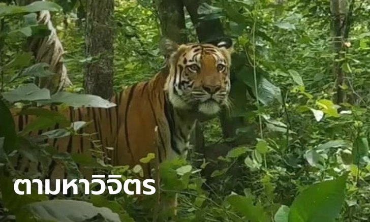 เตือนระวัง "วิจิตร" เสือโคร่งห้วยขาแข้ง เดินออกนอกเขตอุทยานฯ 3 วันยังหาไม่เจอ
