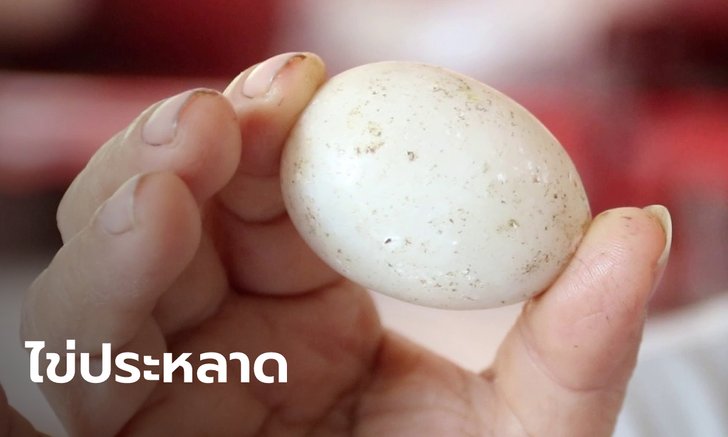 ฮือฮาไข่เป็ดประหลาด ใบเล็กแต่หนักเหมือนหิน โปร่งแสง เคาะไม่แตก วอนผู้รู้ชี้แนะ