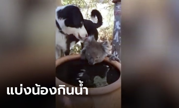 น่ารักที่สุดในโลก! คลิปสุนัข-โคอาล่า แบ่งกันดื่มน้ำในอ่าง หลังเผชิญความแห้งแล้งจากไฟป่า