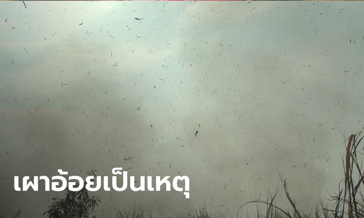 เพชรบูรณ์กลายเป็นพื้นที่สีแดง ค่า PM2.5 พุ่งสูงถึง 121.67 เหตุหลักจากการเผาอ้อย