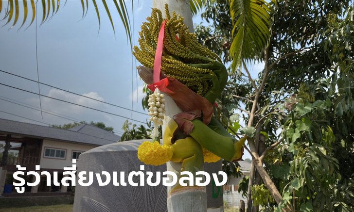 คนรักเลขเด็ดขอเสี่ยงอีกครั้ง "ต้นหมากเขียว" มีหัวคล้ายพญานาคโผล่กลางลำต้น