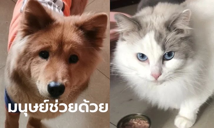 จะไม่มี "ตัวไหน" ถูกทิ้งให้โดดเดี่ยว! อาสาสมัครจีนช่วยสัตว์เลี้ยง รอดพ้นวิกฤตโควิด-19