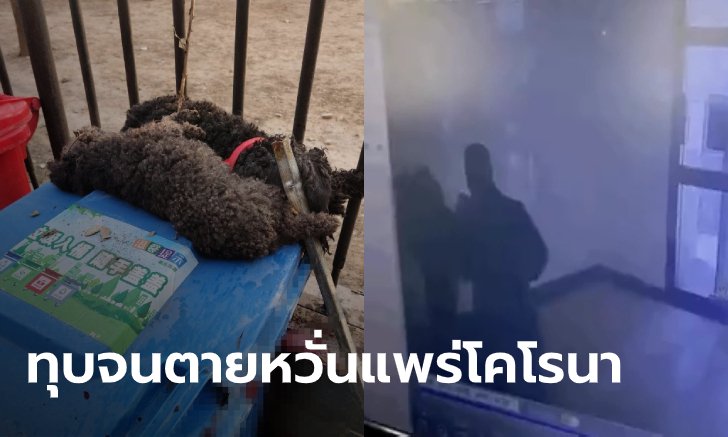 อาสาหมู่บ้านจีน คว้าเหล็บทุบหมาพุดเดิ้ล แดดิ้นต่อหน้าเจ้าของ หวั่นแพร่โคโรนา
